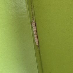 画像5: FREDDIE HUBBARD / BACKLASH 