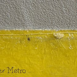 画像8: V.A. / SLIM BELLY MAN 