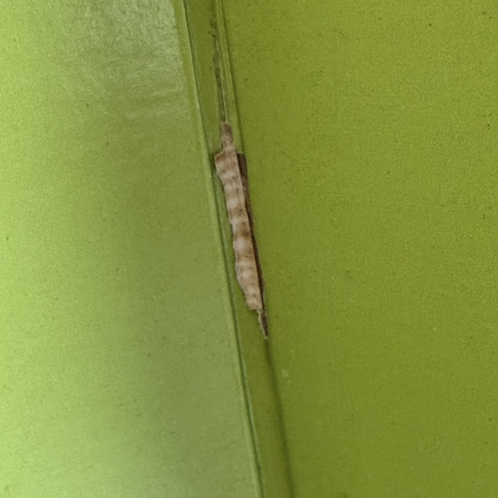 画像5: FREDDIE HUBBARD / BACKLASH 